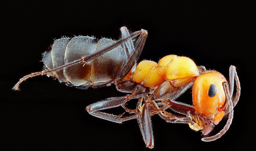 Ant Control service in South Hill, WA