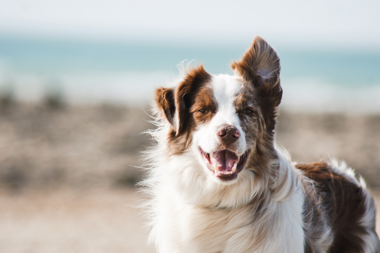 Flea & Tick Control service in South Hill, WA