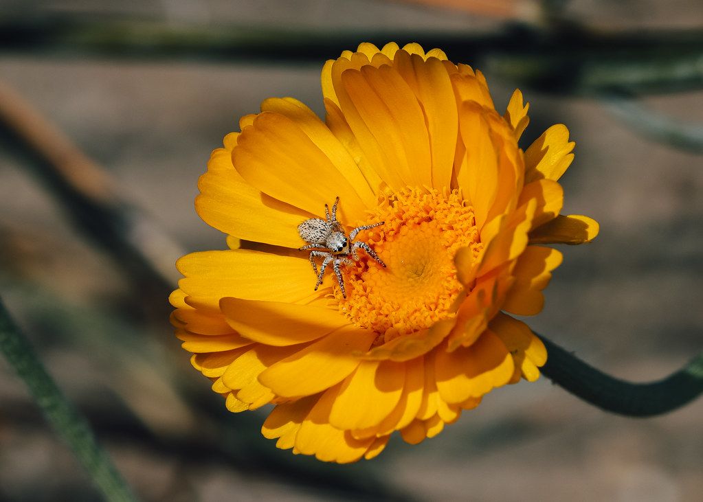 Spider Control service in South Hill, WA